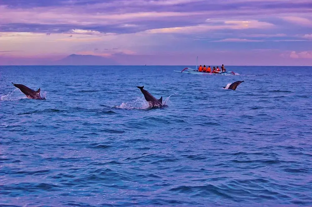 Lumba-lumba liar pas matahari terbit — Dauphins de Lovina (départ plage), Kemana aja dari Anturan Lovina