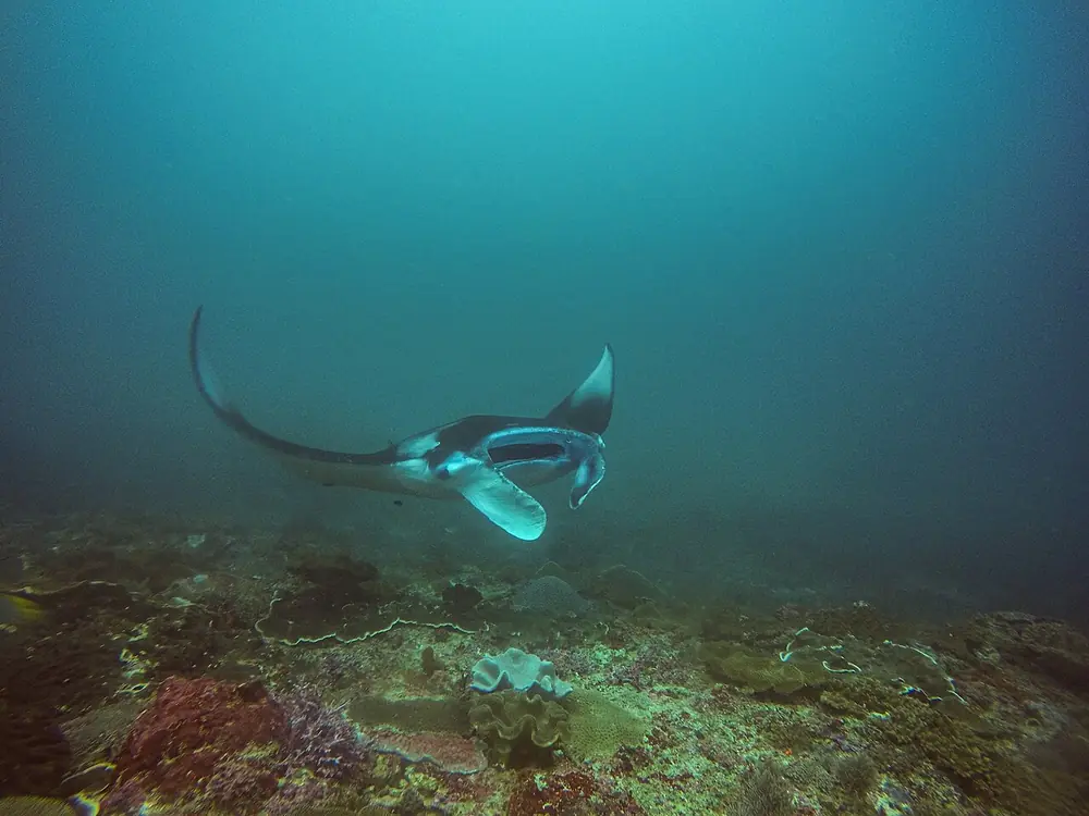 Snorkeling bareng pari manta — Manta Bay en bateau, Kemana aja dari Jungut Batu Lembongan