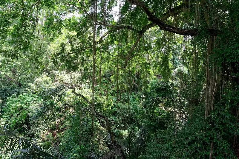 Ubud's Monkey Forest seen from the Nyuh Kuning side