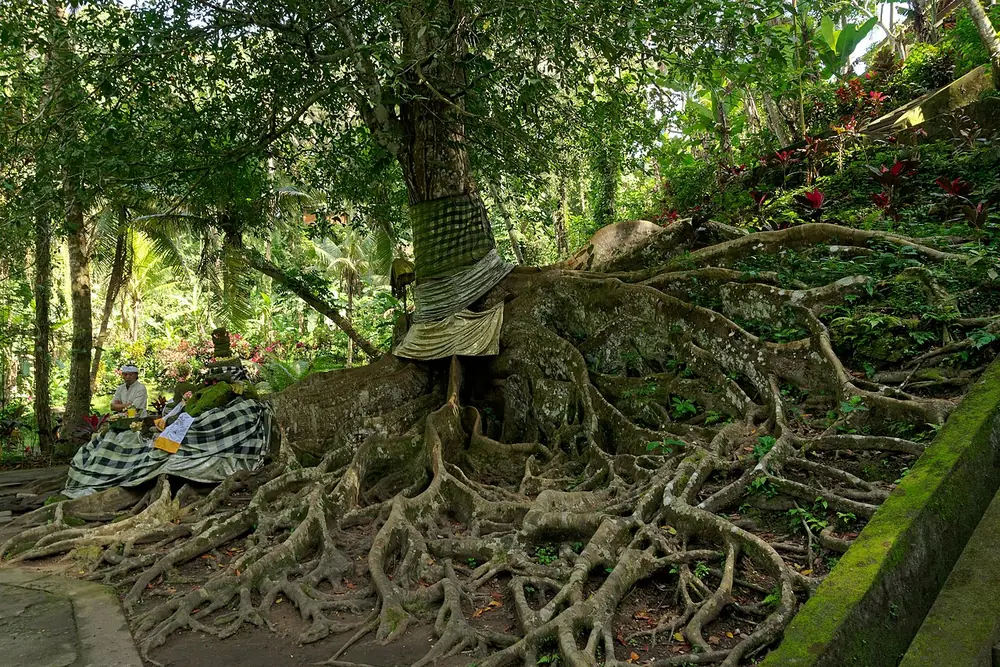 Parking scooter gratuit près de l'entrée — Goa Gajah, Où rouler depuis Nyuh Kuning