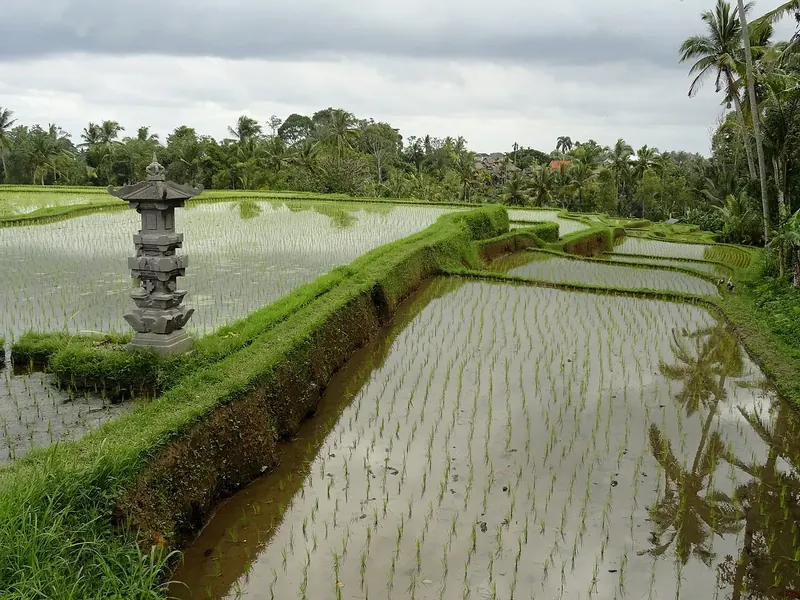 Campuhan Ridge Walk, the iconic ridgeline path starting in Penestanan, Ubud