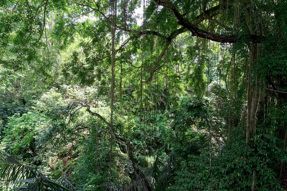 Le parking côté Pengosekan est plus calme — Forêt des Singes d'Ubud, Où rouler depuis Pengosekan