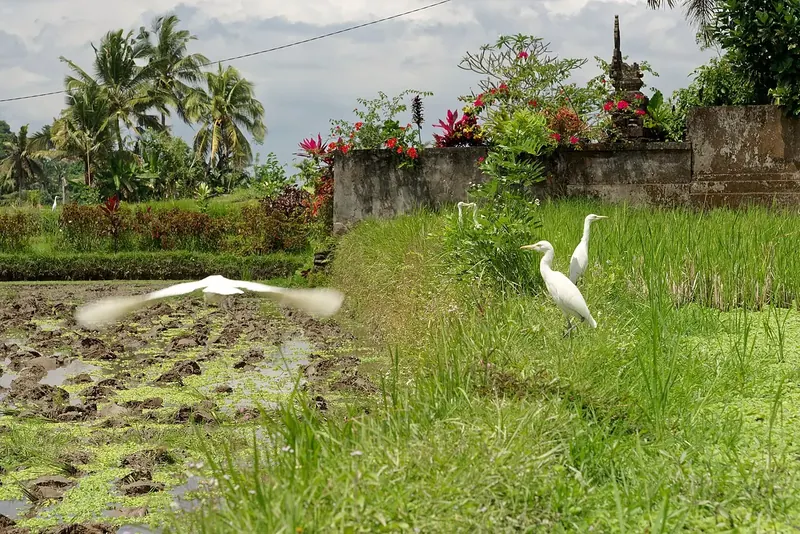 Thousands of white kokokan herons returning to Petulu at sunset